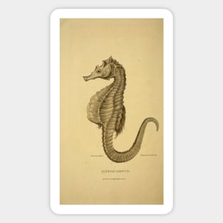 Hippocampus: seahorse Sticker